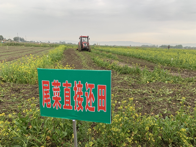 尾菜怎么处理变成有机肥？