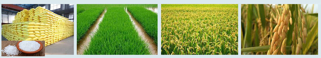 水稻要施有机肥吗，有机肥对水稻有多大的增产效果？